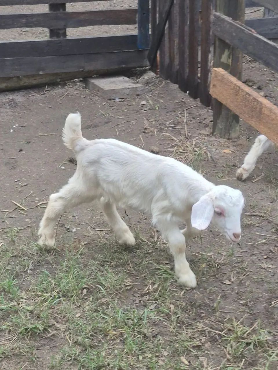 Filhotes de cabras leiteira  - Foto 4