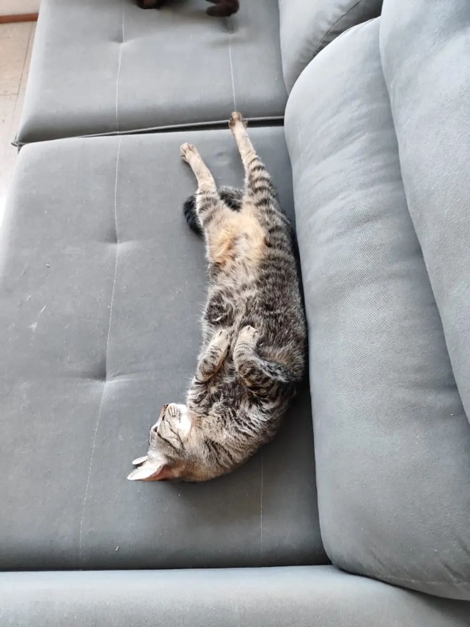 ADOÇÃO RESPONSÁVEL DE GATA  - Foto 4