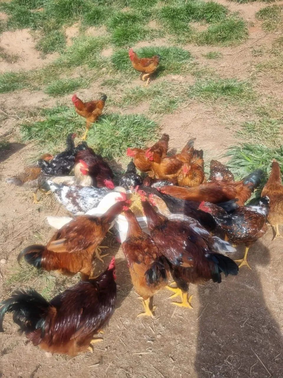 Frangos disponíveis 