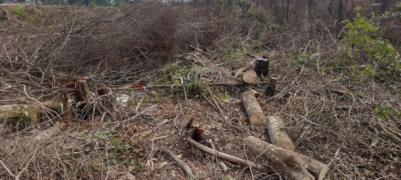  Corte, poda e retirada  de Árvores e vegetais em geral . - Foto 5