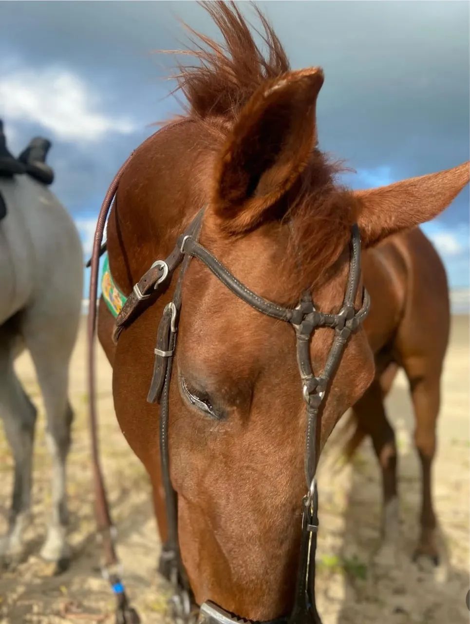 Égua de direita  - Foto 4