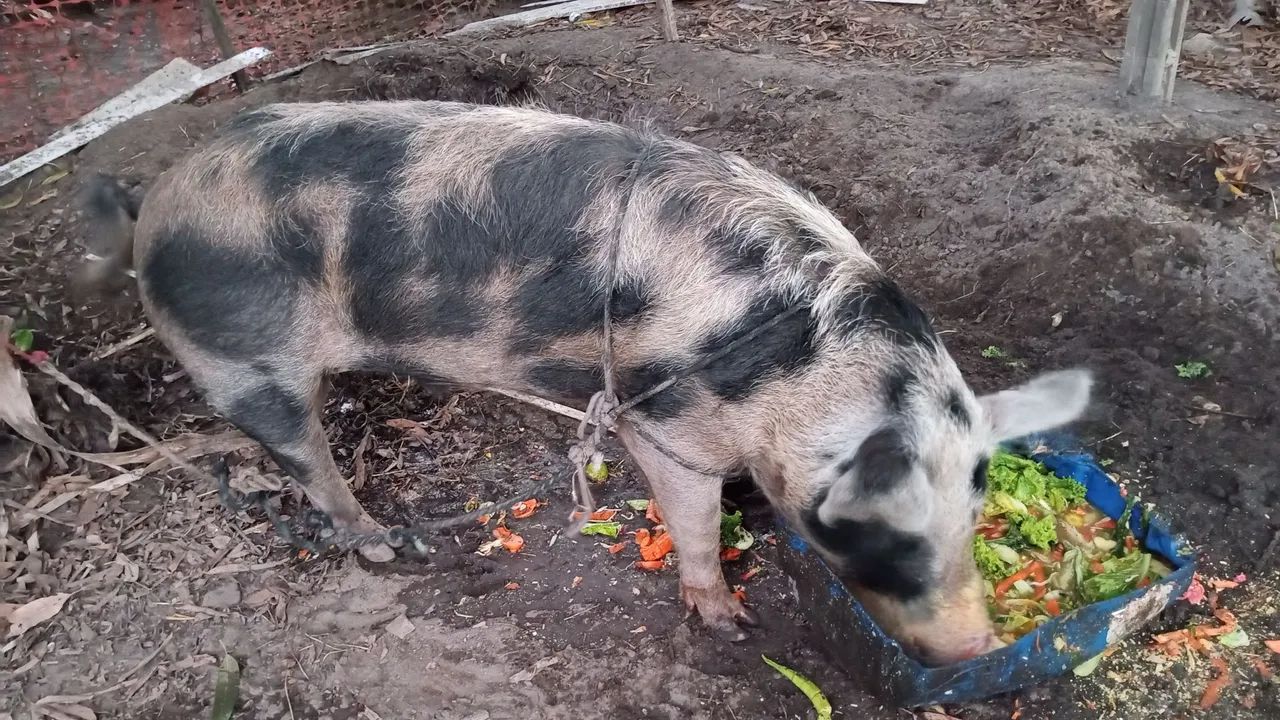 Porco - Foto 2
