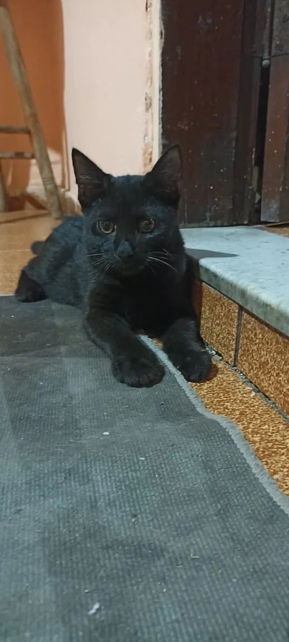 Gatinho preto dócil e manhoso. - Foto 2