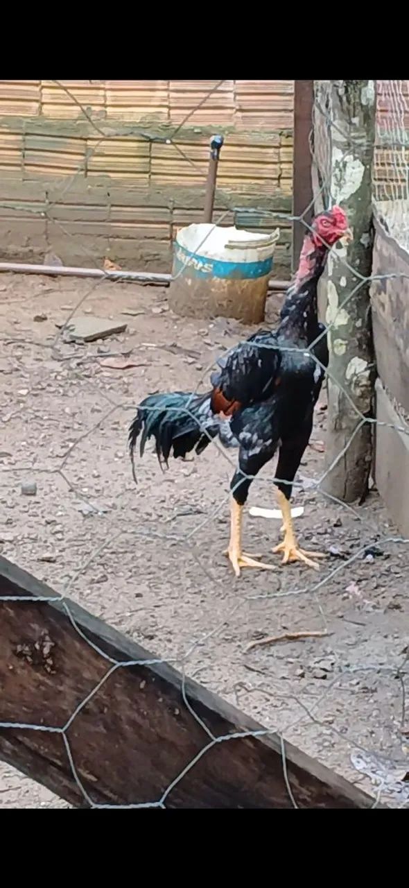 Galo  - Foto 2