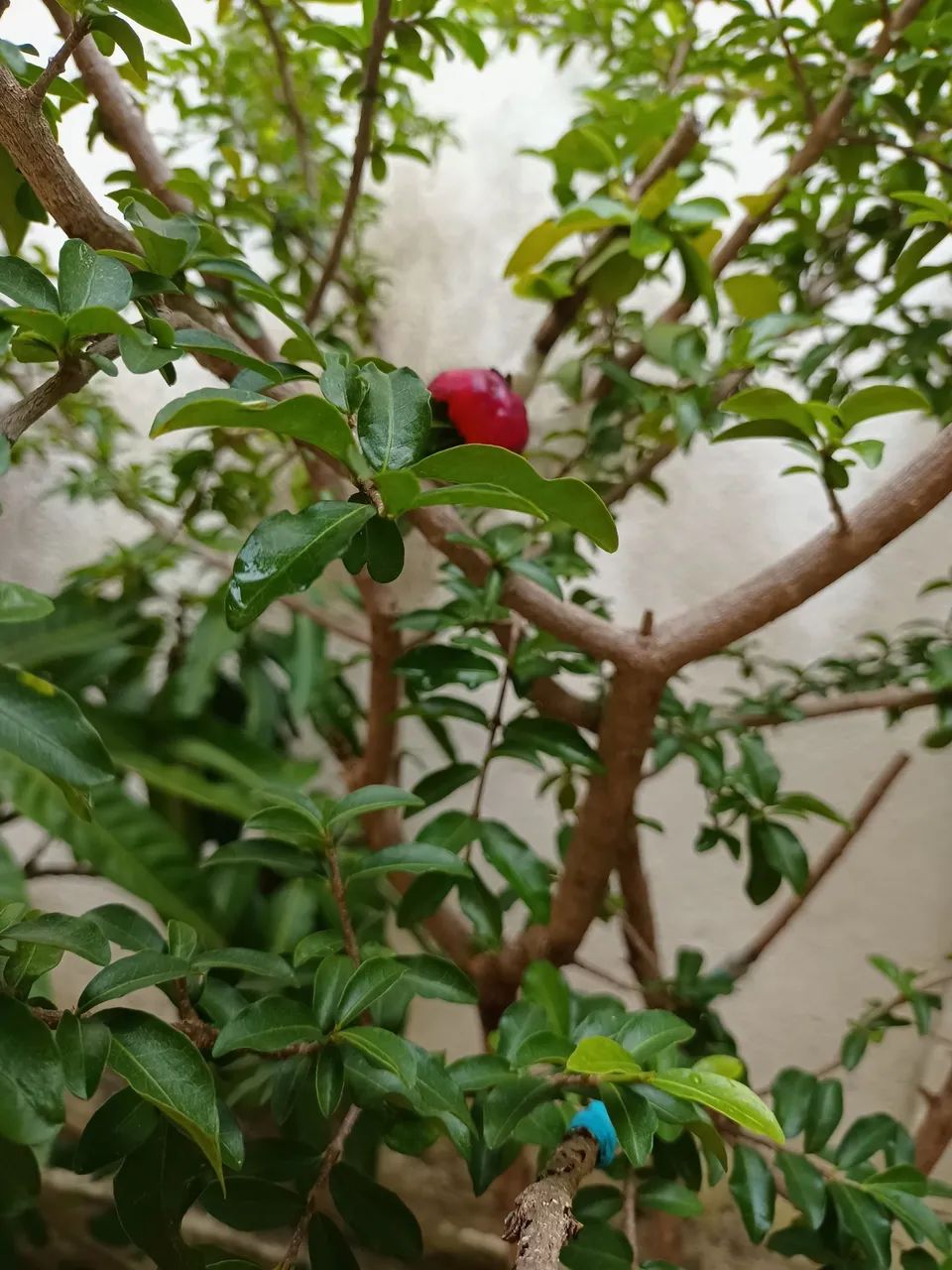 Mudas de Frutas 