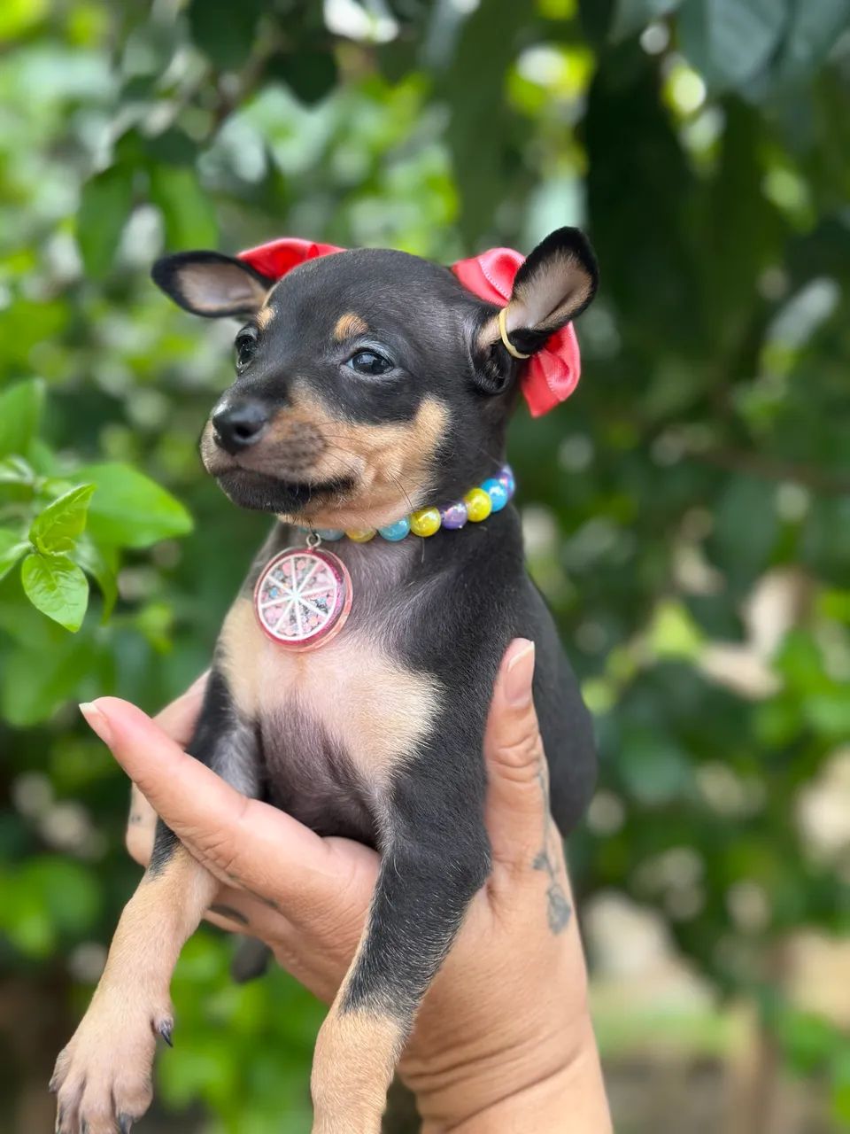 Pinscher  - Foto 4