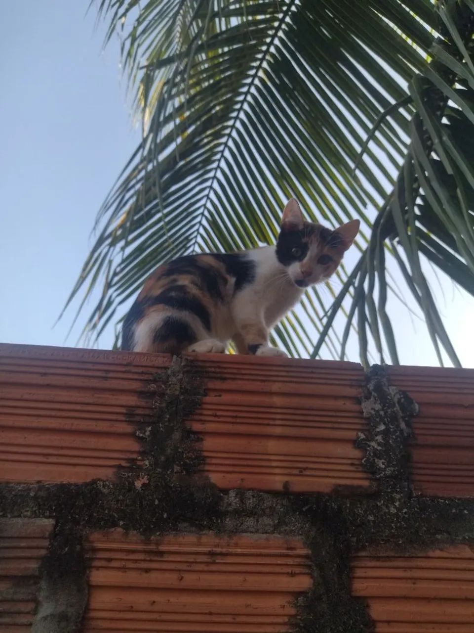 Doação  - Foto 2