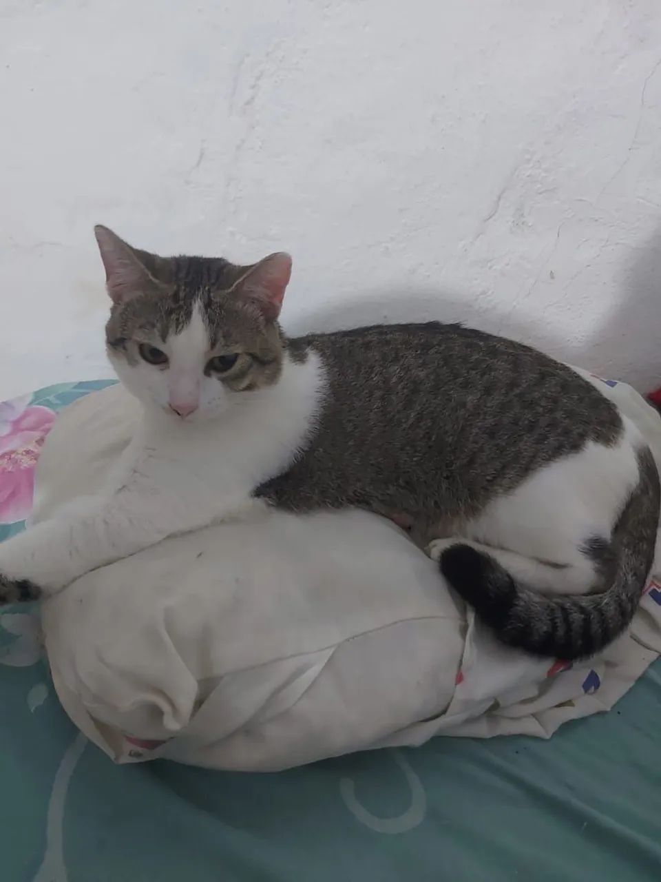 Gatos para doação  - Foto 3