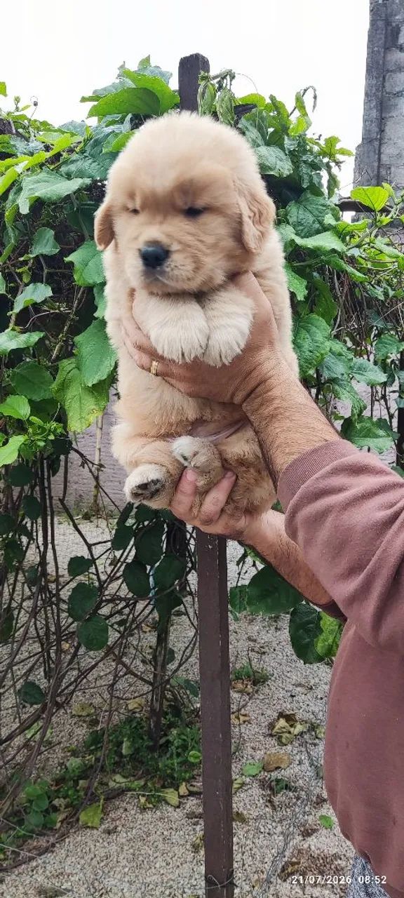 Filhotes de Golden Retriever,. Excelente Linhagem  - Foto 2
