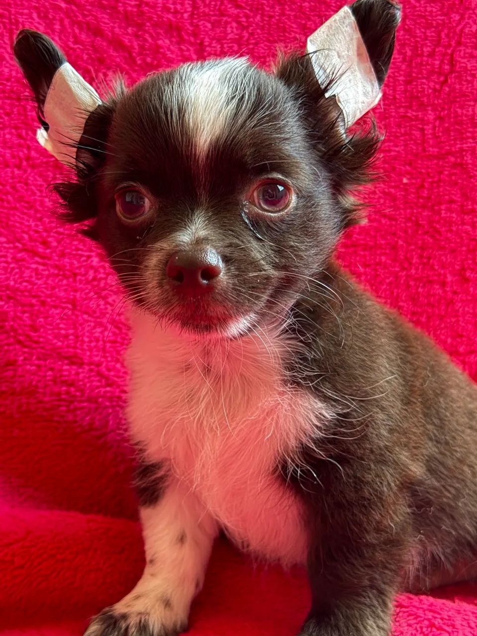 chihuahua- Belo e Simpático branco e chocolate 