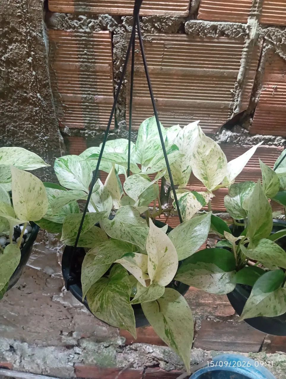 pantas  - Foto 3