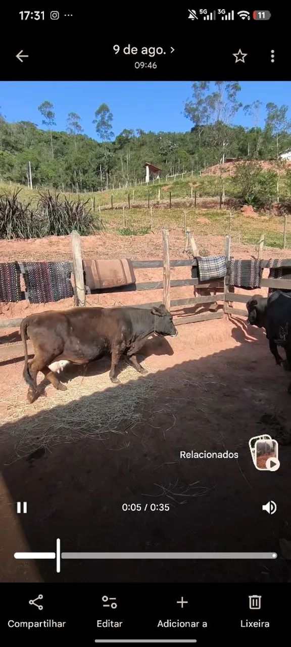 Mini vaca  - Foto 4