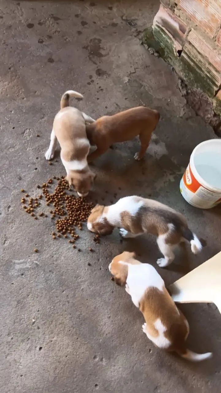 Doação de cachorros  - Foto 5