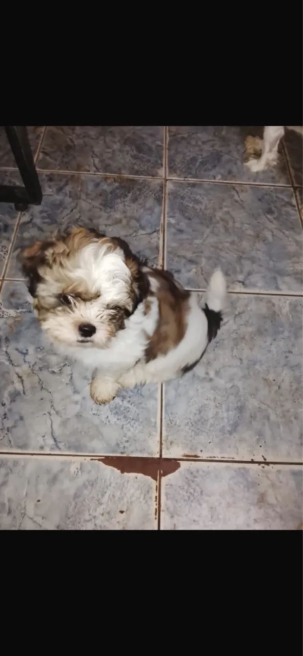 Shih tzu - Foto 3