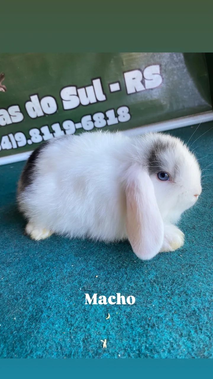 Coelhos mini lop  - Foto 4