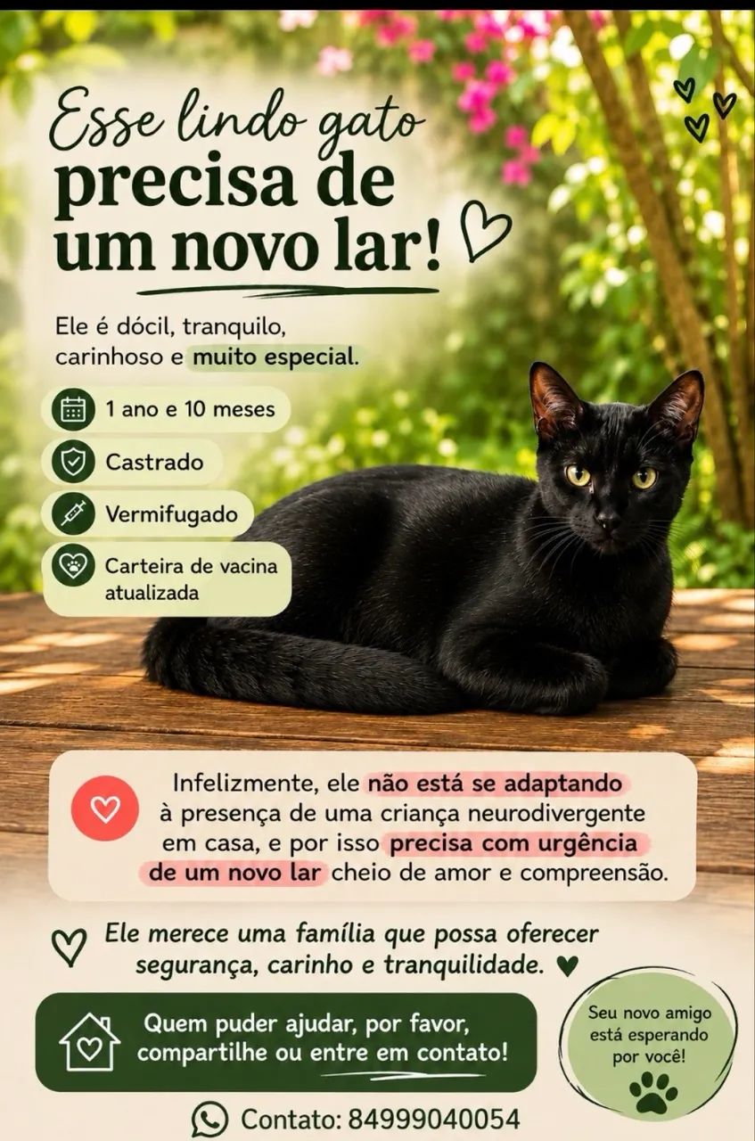 Esse gatinho precisa de um novo lar.