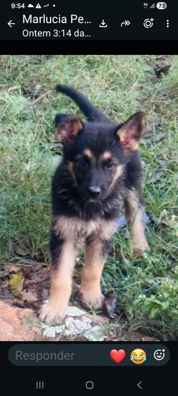Cachorro Pastor alemão - Foto 3