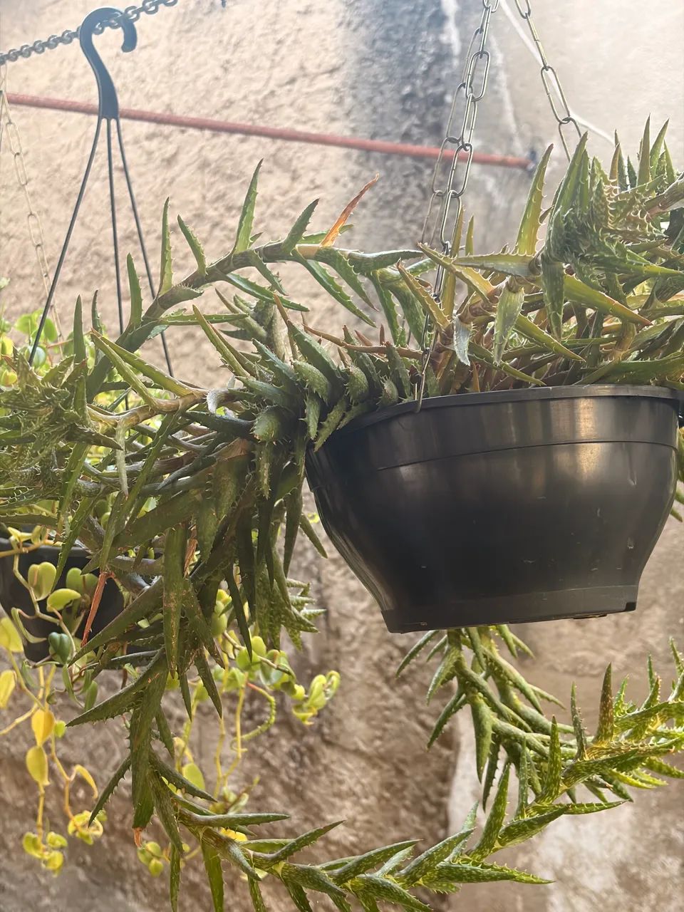 Suculentas  - Foto 2