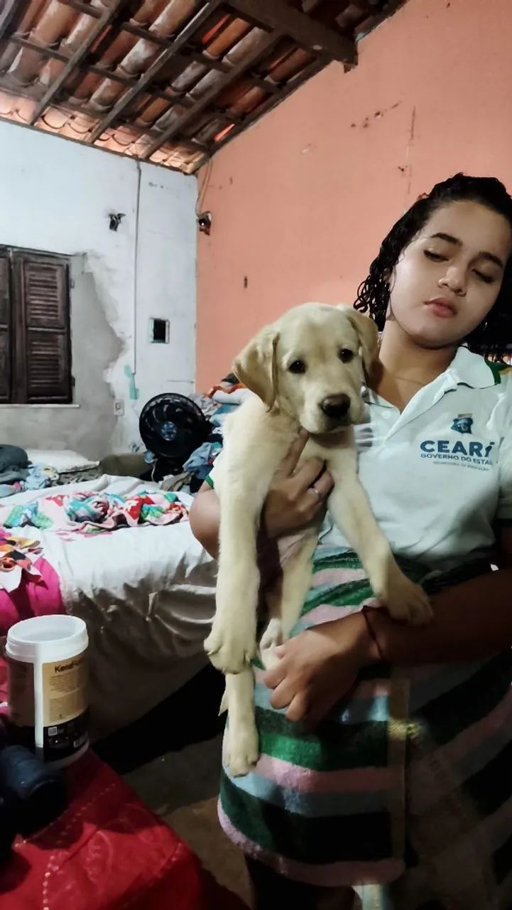 Labrador  - Foto 4