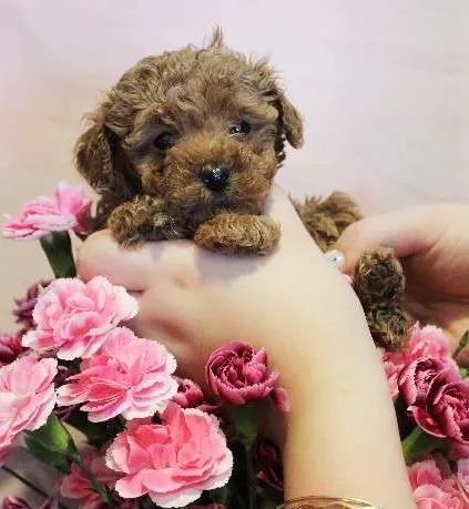 ? Filhotes para quem ama pets.