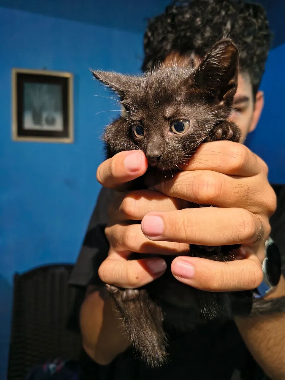 Gatinhos Pretos para Adoção  - Foto 4