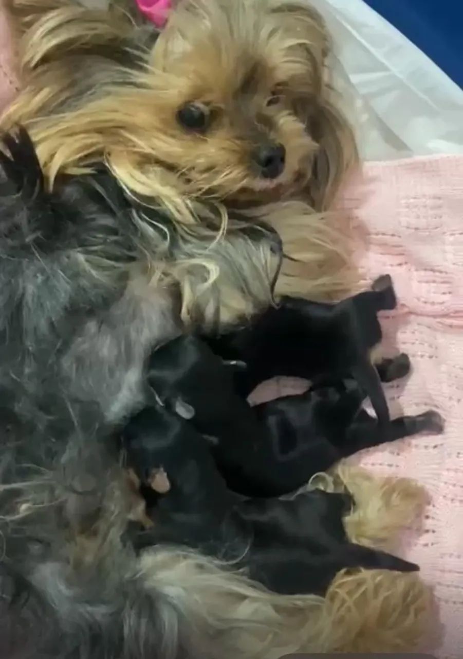 Filhotes ChihuahuaxYorkshire - Foto 5