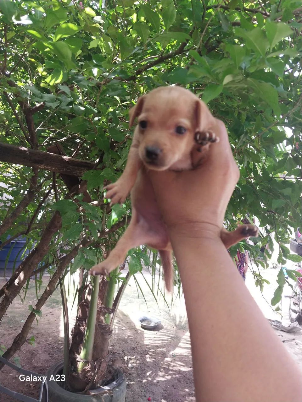 Cachorro  - Foto 2