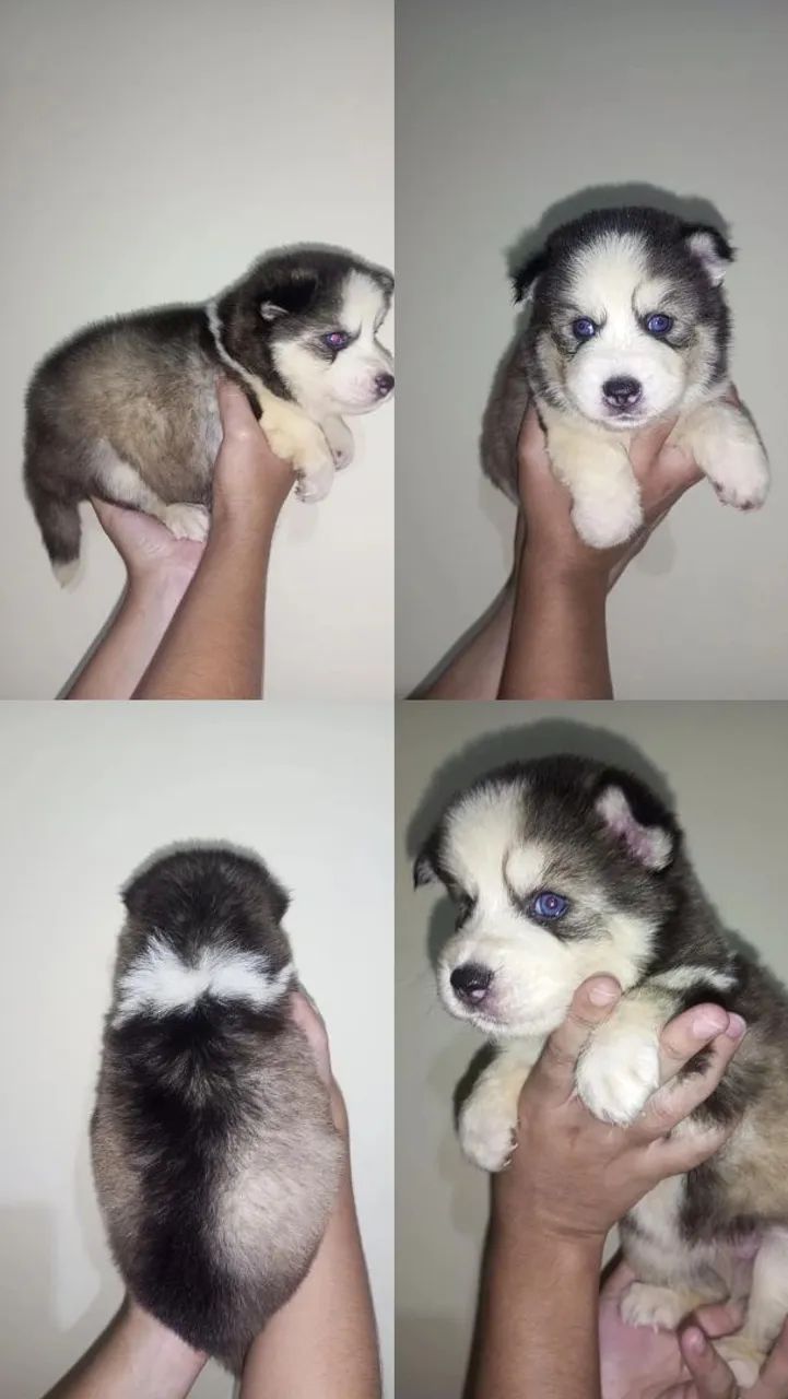 Cachorro 