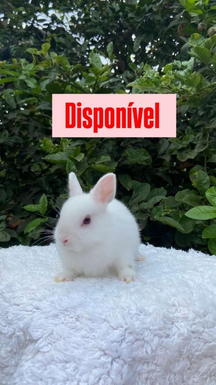 Coelho Netherland Dwarf - anão holandês 
