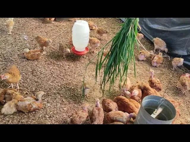 Vendo 32 pitinhos label rouge 