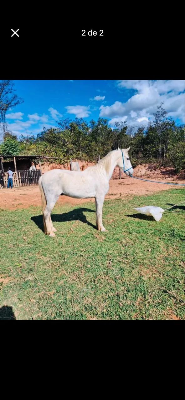 Vendo mangalarga no precinho - Foto 2