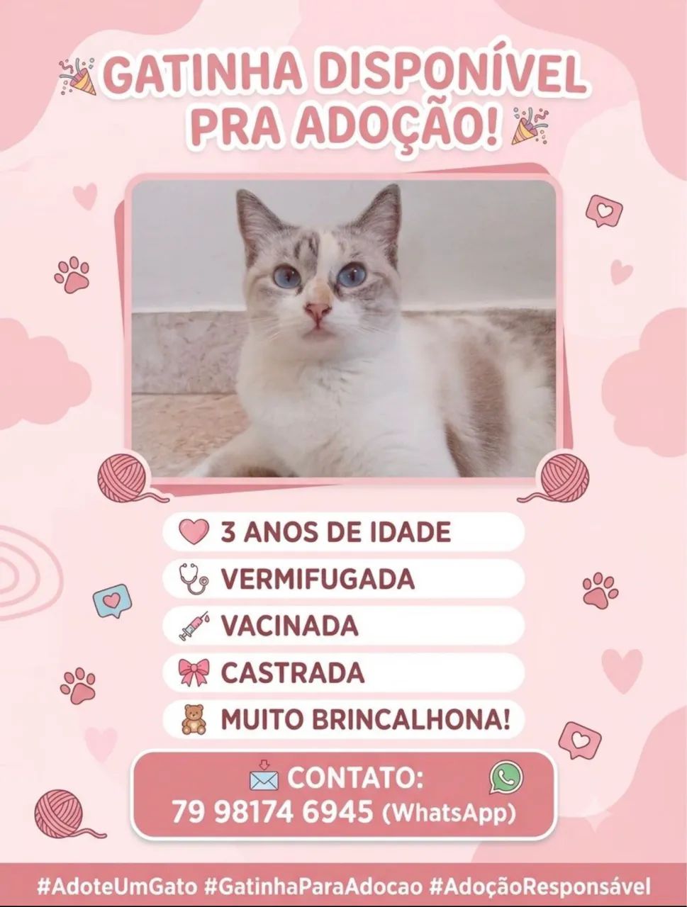 Gata para adoção responsável 