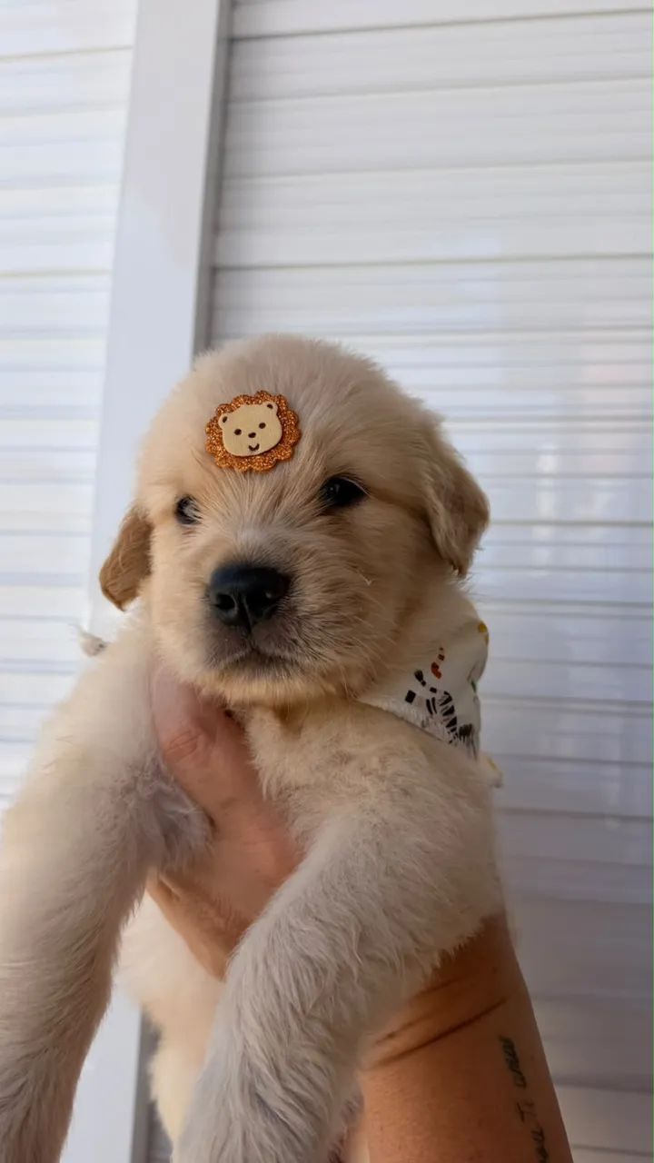 cachorro  - Foto 2