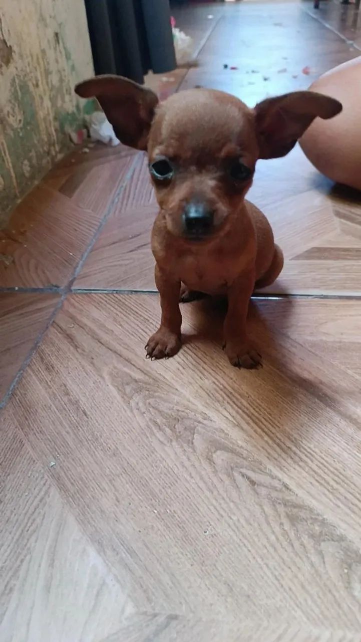 Filhote de pinscher - Foto 2