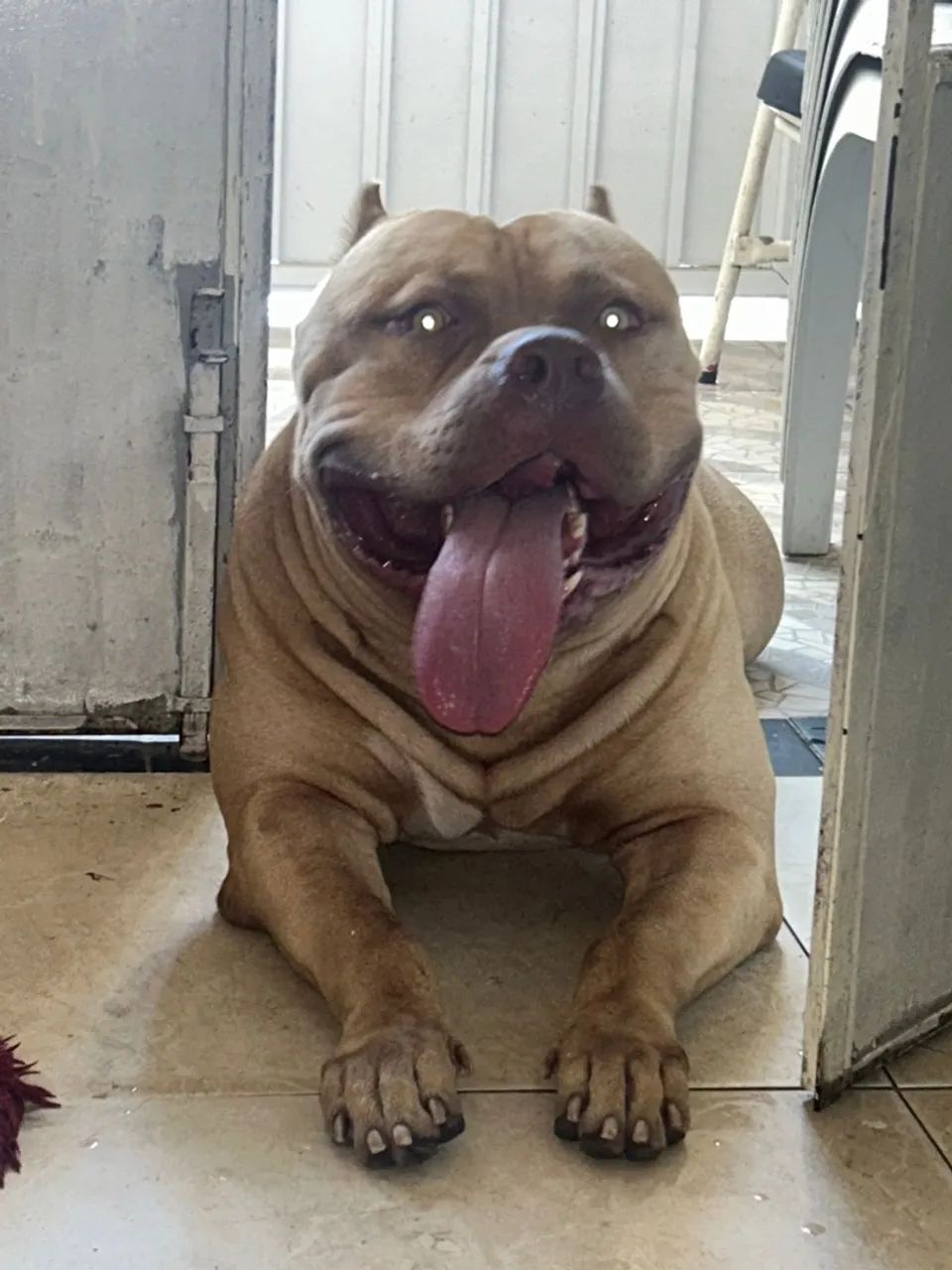 Disponível pra cruzar  - Foto 2