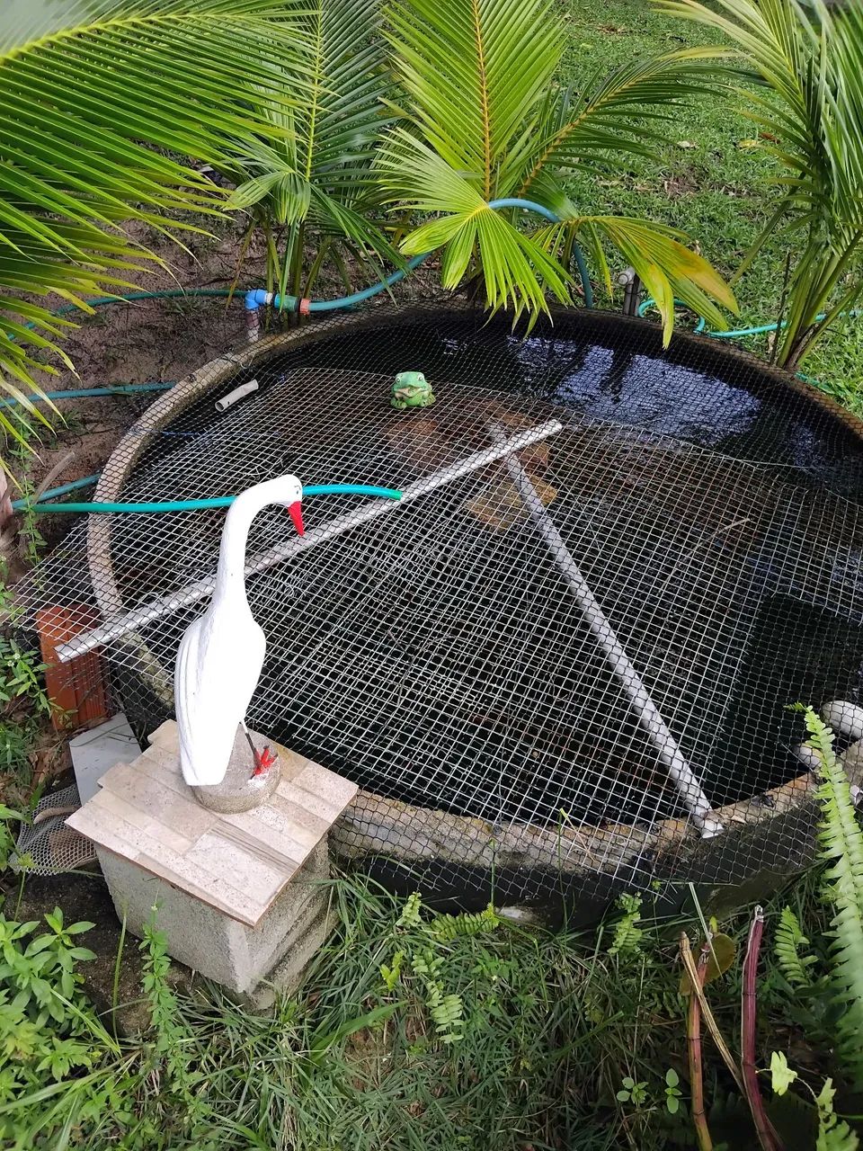 Vendo uma linda Chácara super Barato  - Foto 4