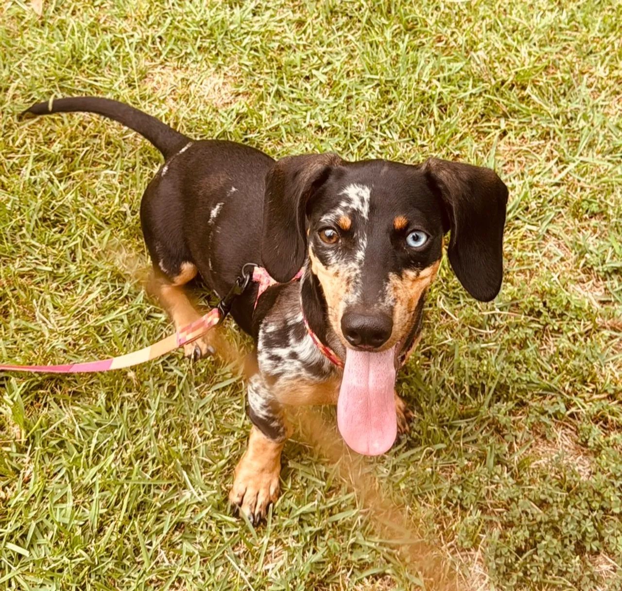 Cachorra Dachshund mofado  - Foto 2