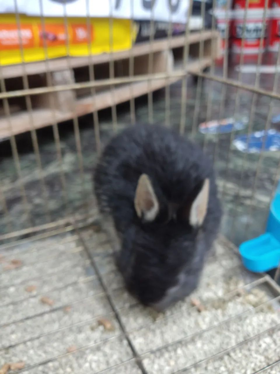 Coelhos filhotes mestiça Lion c / mini rex - Foto 4