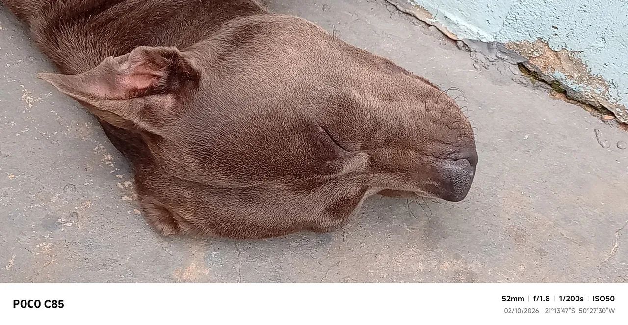 Pitbull 1ano