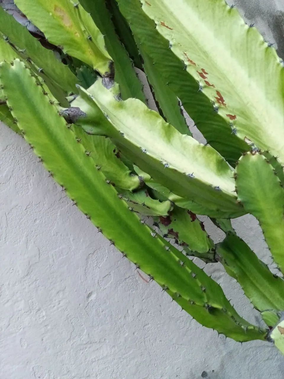 Planta - Foto 3