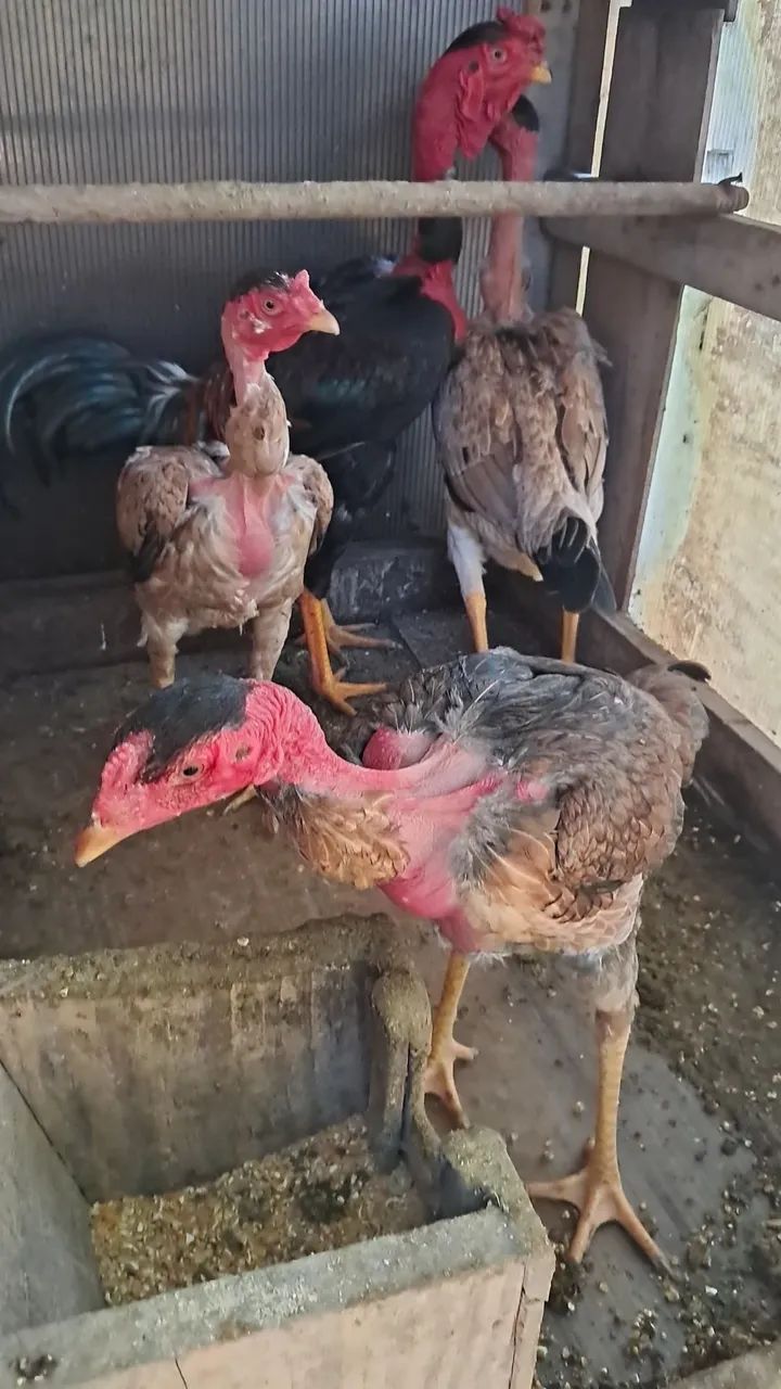 Galo - Foto 3