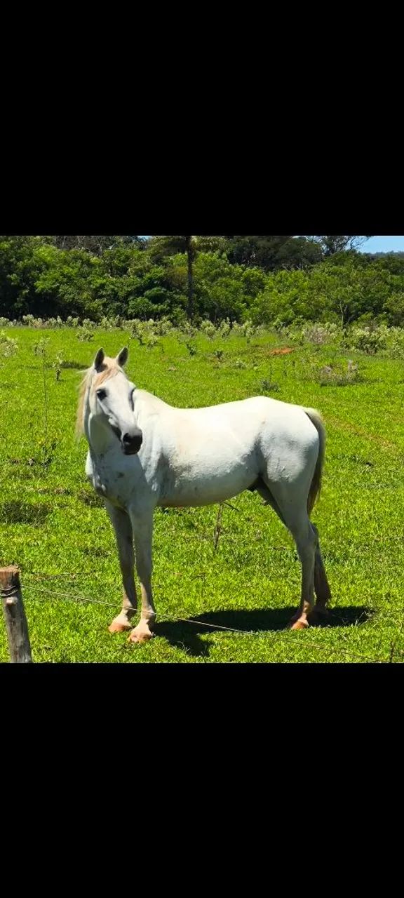 Cavalo árabe  - Foto 2