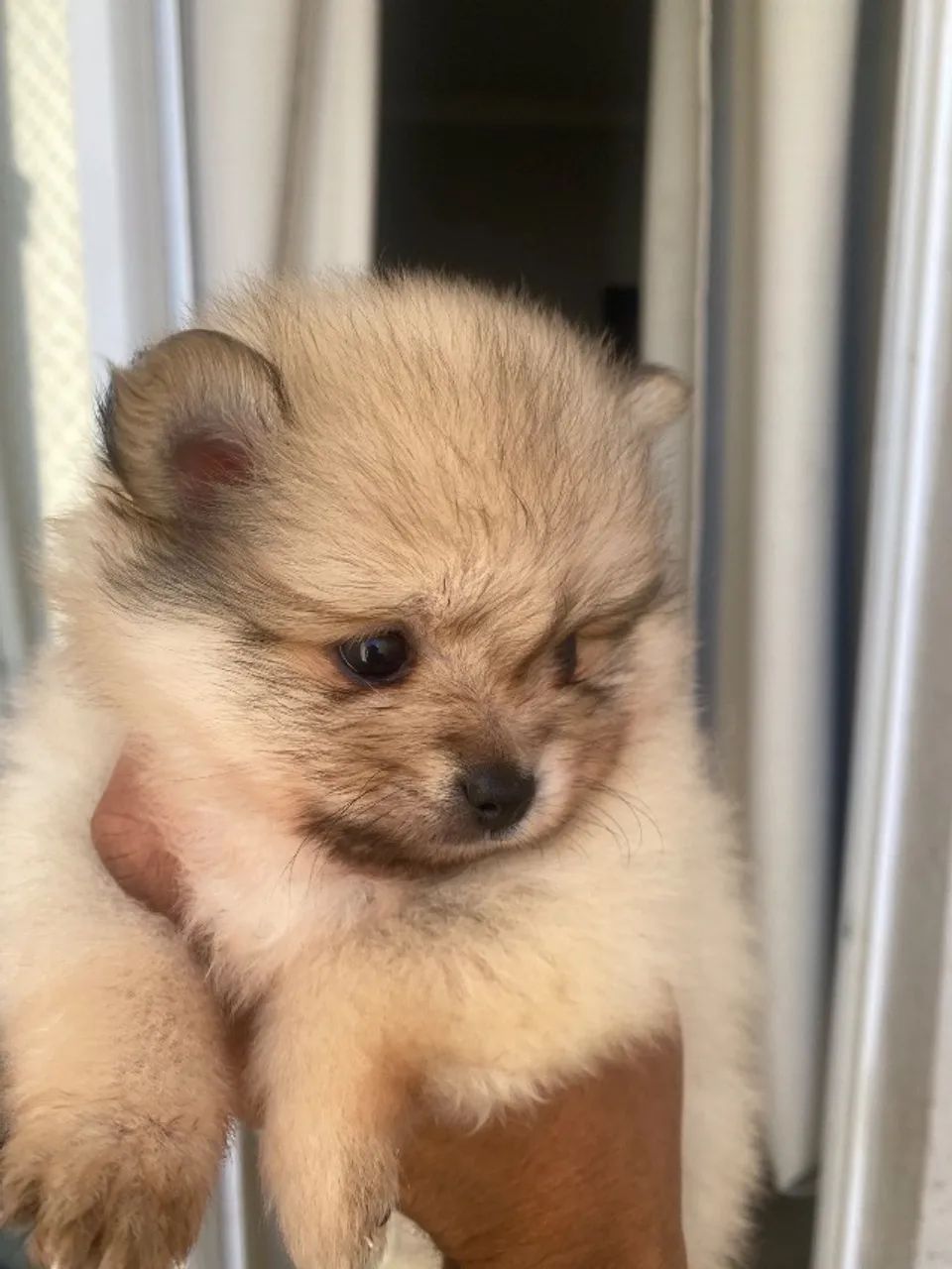 Lulu