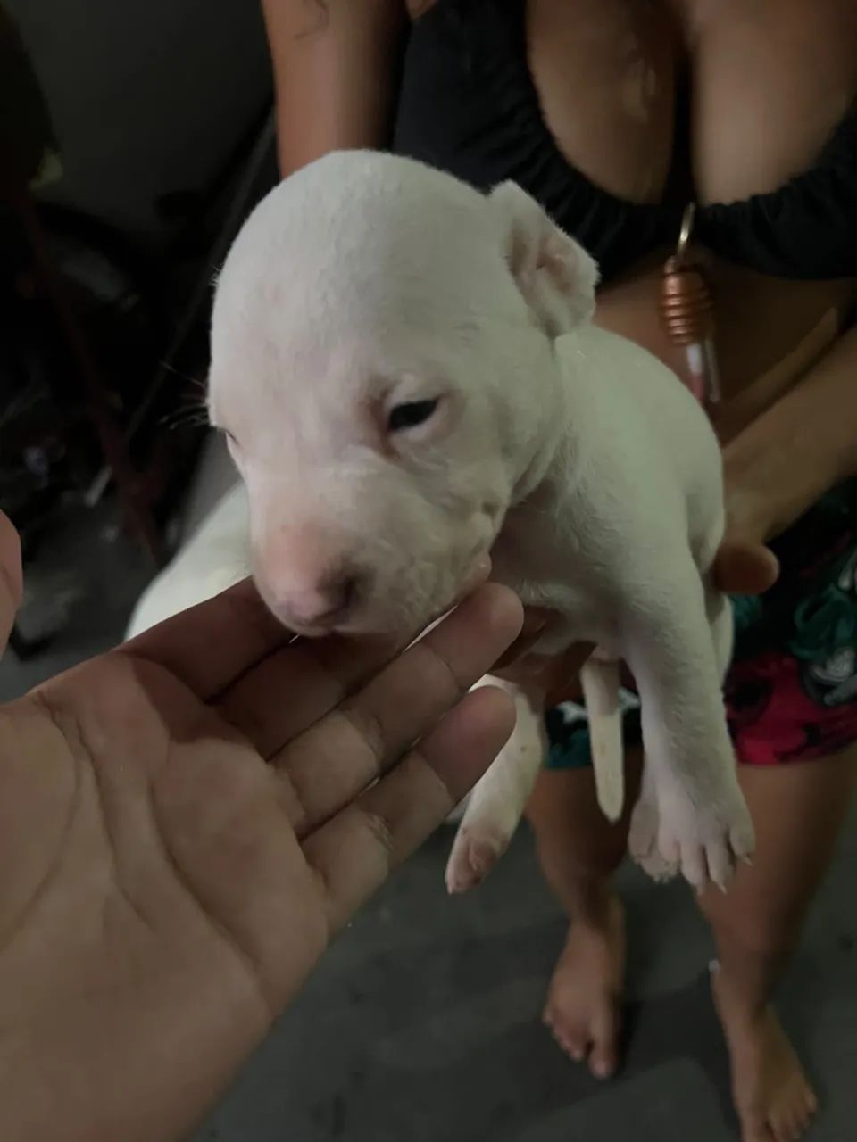 Filhote pitbull puro - Foto 3