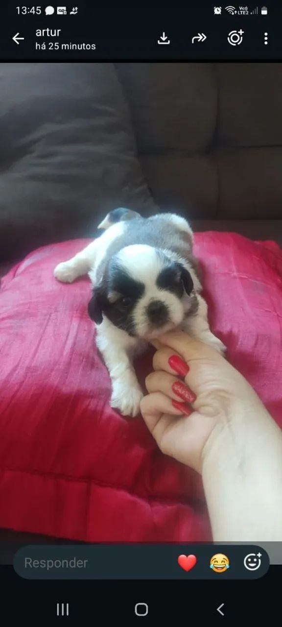 Shihtzu macho e fêmea  - Foto 3