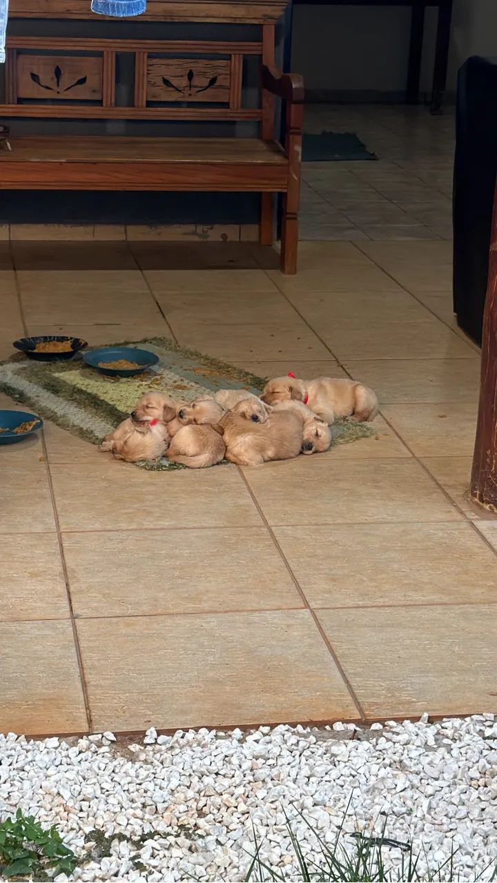 Golden retriever - Foto 2