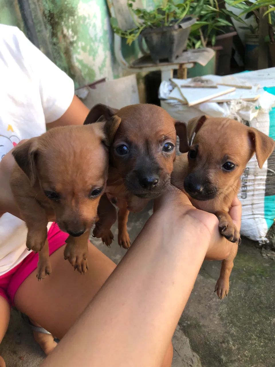 Pinscher  - Foto 3