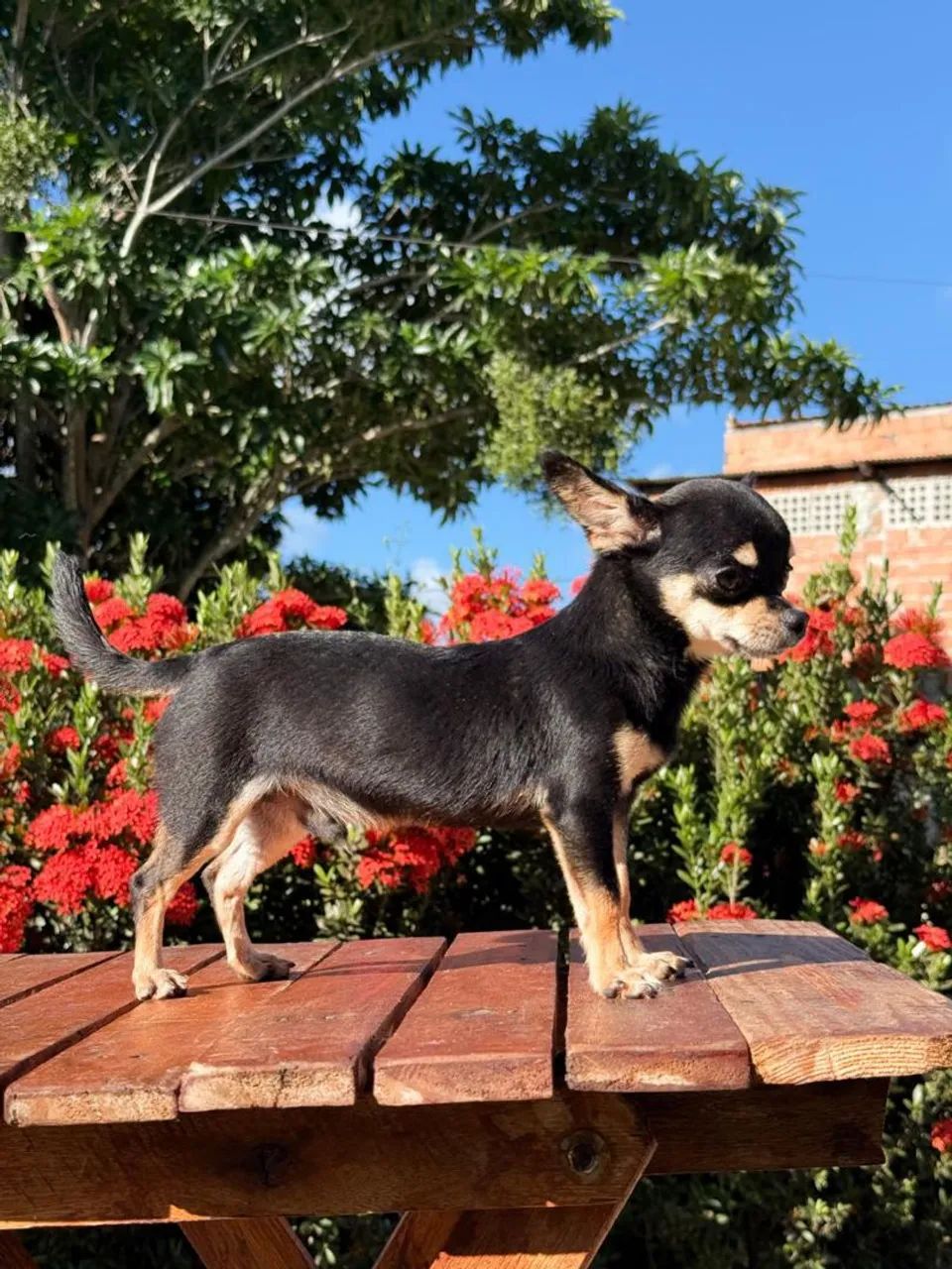 Vendo Chihuahua macho  - Foto 3