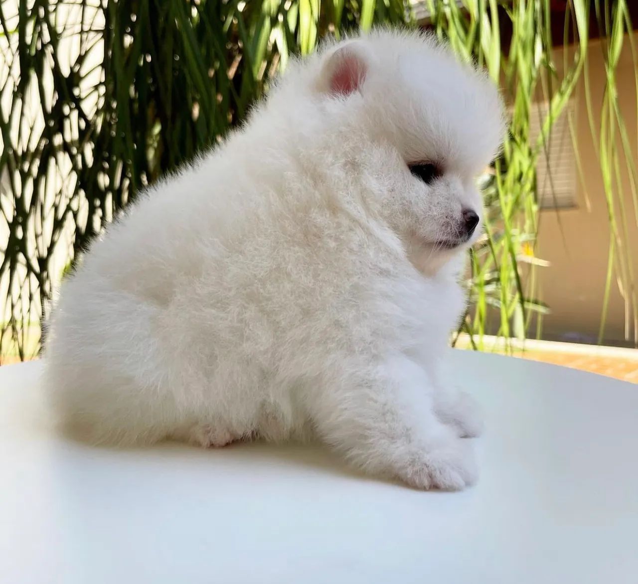 Lulu da pomerania branco neve ? parcelamos até 18  - Foto 4