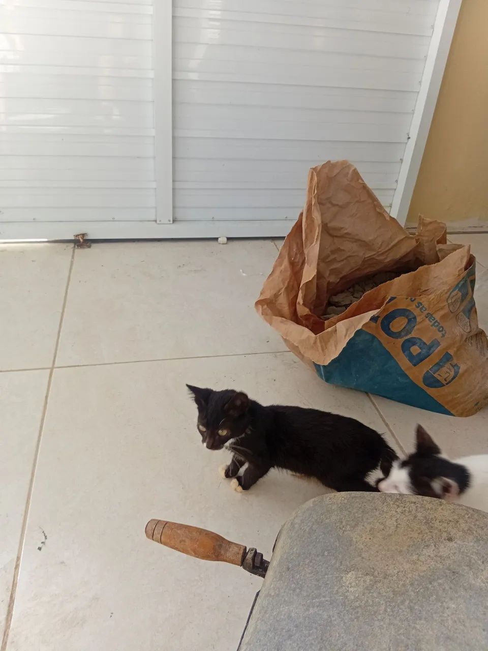 Doação gatos  - Foto 5